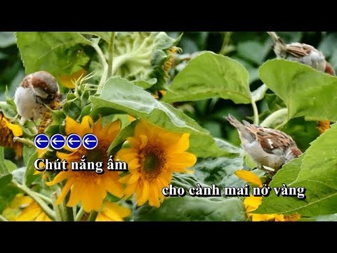 [Karaoke]  XUÂN VỀ KHẮP NƠI | Gin Tuấn Kiệt ft Han Sara