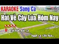 Hát Về Cây Lúa Hôm Nay 